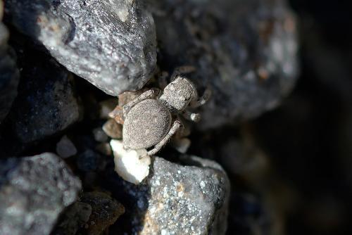 Réf. 347 002 : Attulus distinguendus